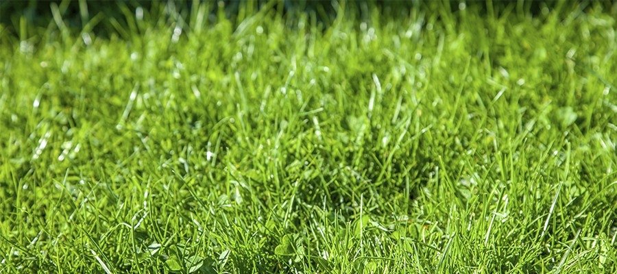 Conheça espécies de capim panicum e como utilizá-las em sua propriedade