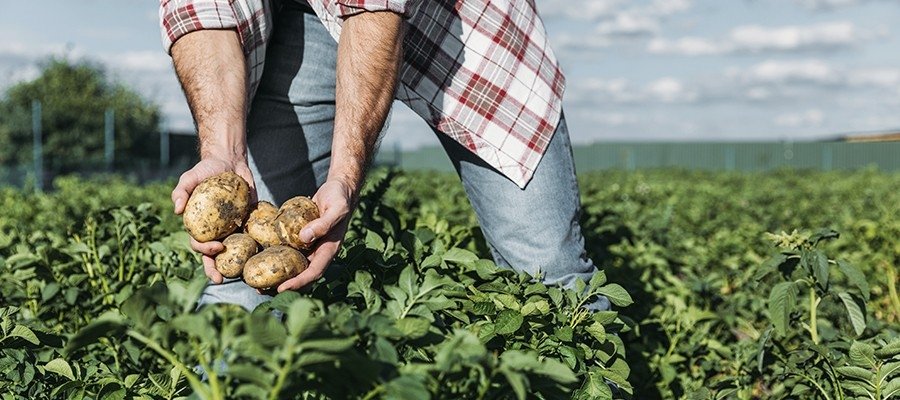 Alternativas e técnicas sustentáveis na agricultura