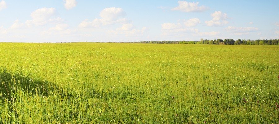 Capins Brachiara e Panicum: principais diferenças e características