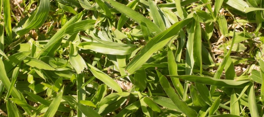 Os benefícios do uso do capim braquiária em consórcio com soja e milho