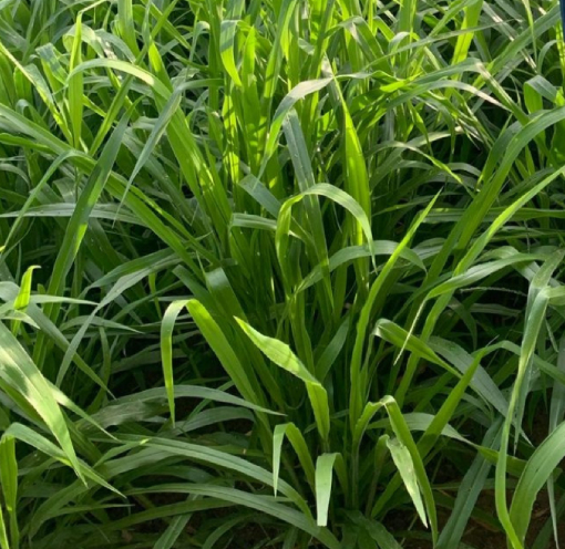 Ruziziensis
