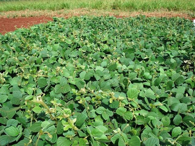 Plantio de Calopogônio