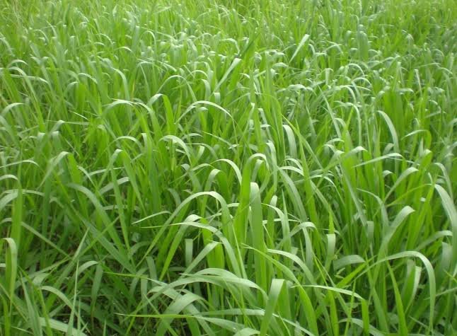 Brachiaria Humidicola
