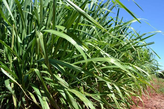 Semente de Panicum de tipos variados você encontra na Santa Fé