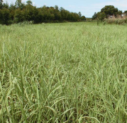 Andropogon
