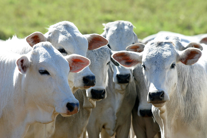 O que é e qual a importância da taxa de lotação para o desempenho do gado?